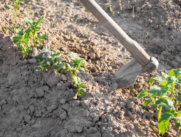 Kartoffeln hacken — Stockfoto