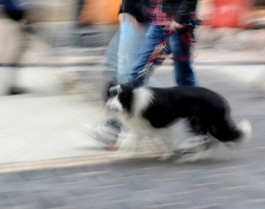 kadın ile köpek yürüyüş