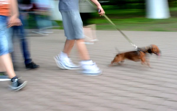 Portare a spasso il cane per strada — Foto Stock