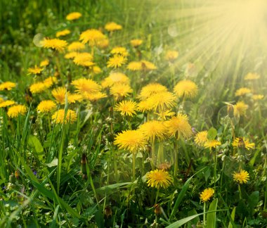dandelions bahar alanı