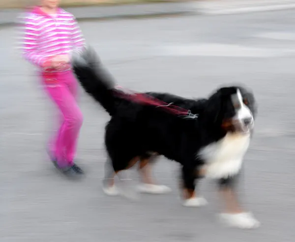 Wandelen met de hond op de straat — Stockfoto