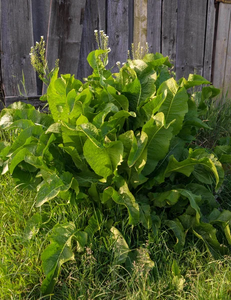 Green leaves of horseradish plant — Stock Photo, Image