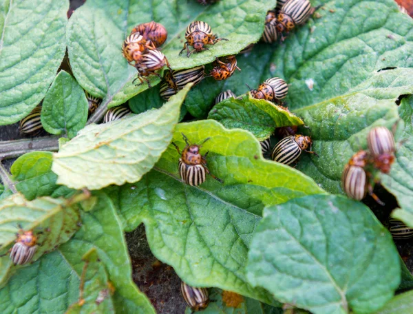 Colorado beetles — Stock Photo, Image