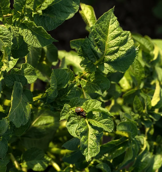 Colorado beetles — Stock Photo, Image