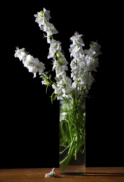 Stilleven met prachtige witte bloemen — Stockfoto