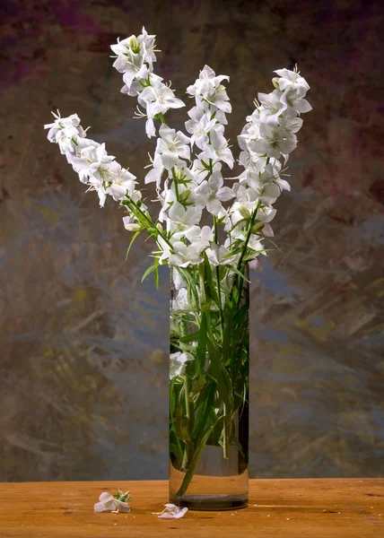 Νεκρή φύση με όμορφα λευκά άνθη — Φωτογραφία Αρχείου