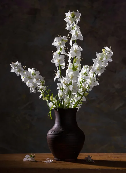 Νεκρή φύση με όμορφα λευκά άνθη — Φωτογραφία Αρχείου