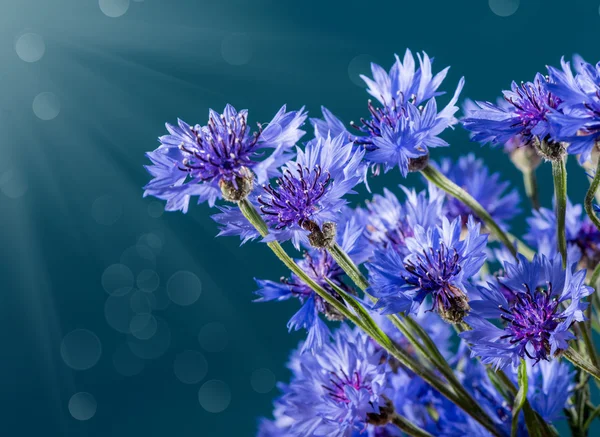 Cornflowers — Stock Photo, Image