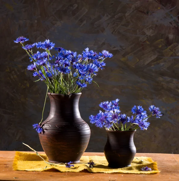 Beautiful blue cornflowers — Stock Photo, Image