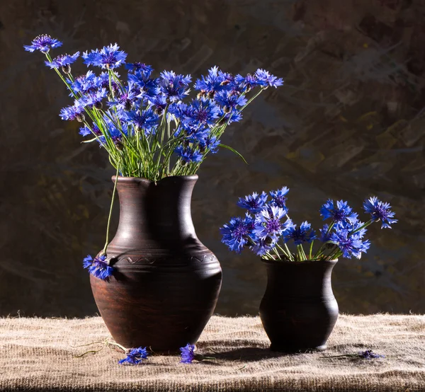 Beautiful blue cornflowers — Stock Photo, Image