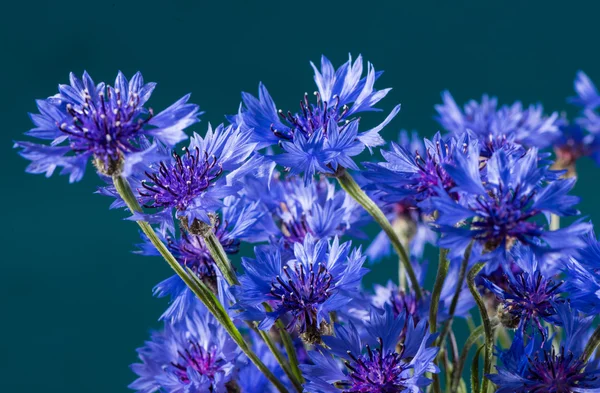 Flores de maíz — Foto de Stock