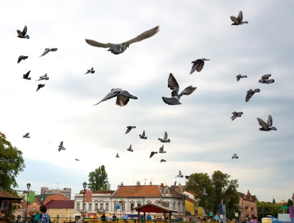 Taubenschwarm fliegt gegen den Himmel — Stockfoto