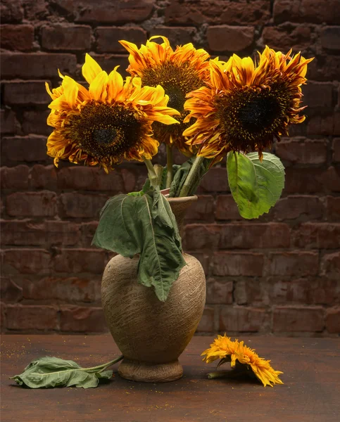 Frumoase flori de soare — Fotografie, imagine de stoc