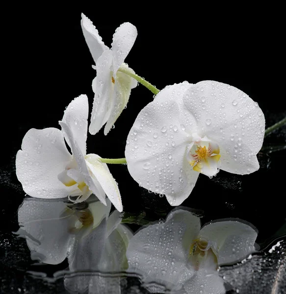 Witte orchidee — Stockfoto