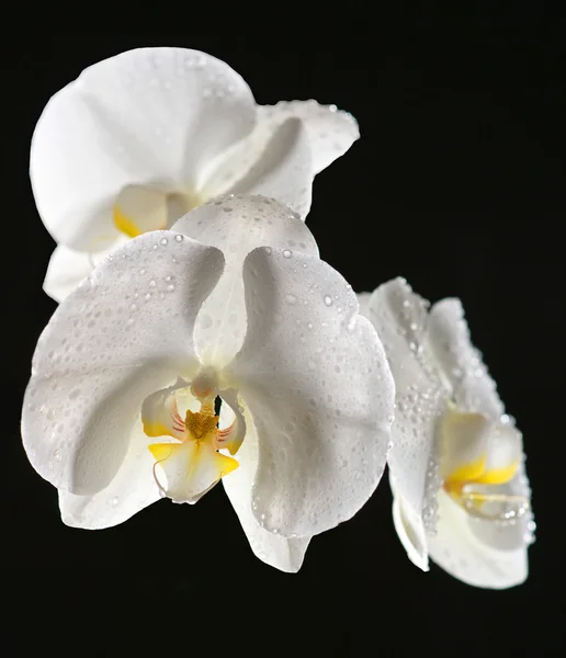 Witte orchidee op zwarte achtergrond — Stockfoto