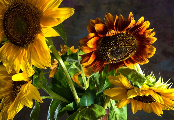 Schöne Sonnenblumen — Stockfoto