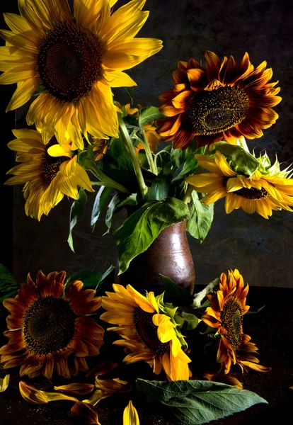 Szép napraforgó vázában — Stock Fotó