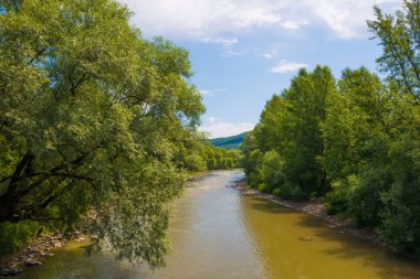 Ormandaki dağ nehri