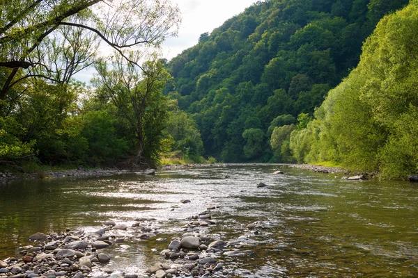 Fjällälv i skogen — Stockfoto