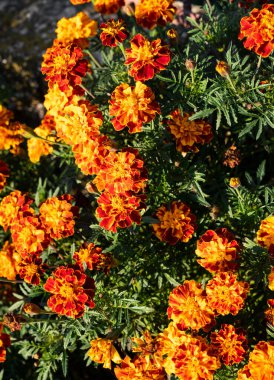 Baharda bahçede güzel kadife çiçekleri (Tagetes erecta, Meksika, Aztek veya Afrika kadife çiçekleri)