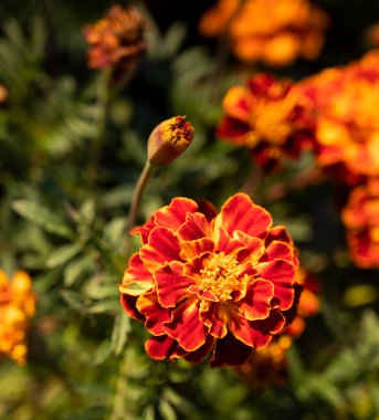 Baharda bahçede güzel kadife çiçekleri (Tagetes erecta, Meksika, Aztek veya Afrika kadife çiçekleri)