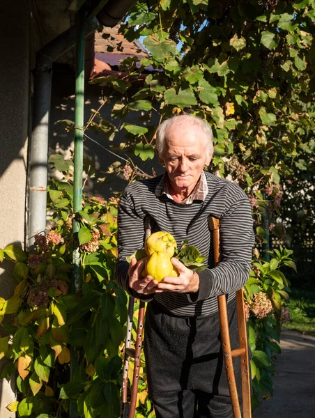 Osoba Zdravotním Postižením Berlích Drží Quince Jablka Zahradě — Stock fotografie
