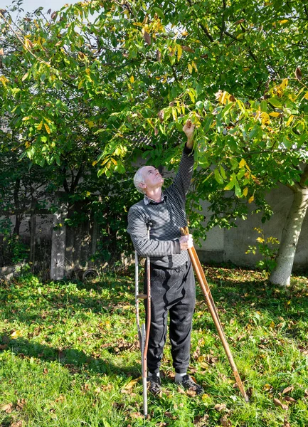 Farmer Crutches Picking Nuts Garden Autumn — Stock Photo, Image
