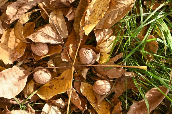 Noix Tombées Sur Sol Automne — Photo