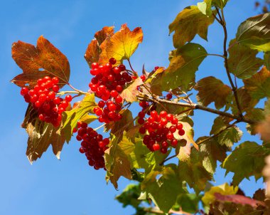 Viburnum sıradan. Sonbaharda güneşli bir günde mavi gökyüzüne karşı kırmızı böğürtlen ve yapraklarla viburnum dalları