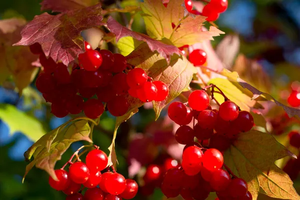 ビブラムは普通だ 晴れた日の秋には 赤い果実と葉を持つビブルナムの枝が青空に対して — ストック写真