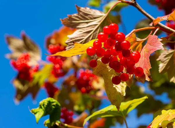 Zwykłe Viburnum Viburnum Gałęzie Czerwonymi Jagodami Liści Przed Błękitnym Niebem — Zdjęcie stockowe