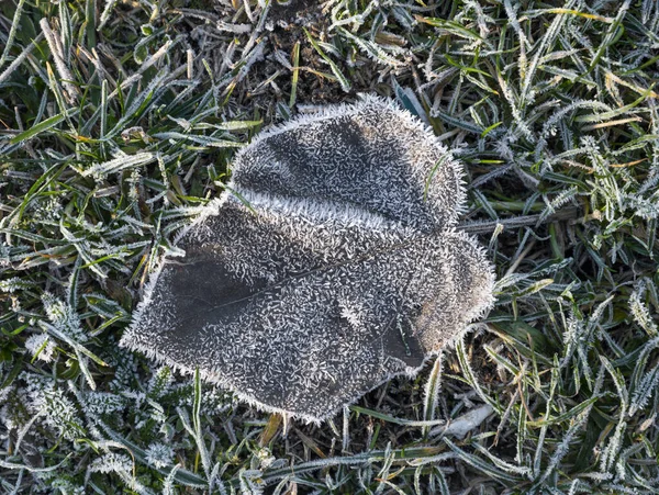 Foglie Congelate Cadute Terra — Foto Stock