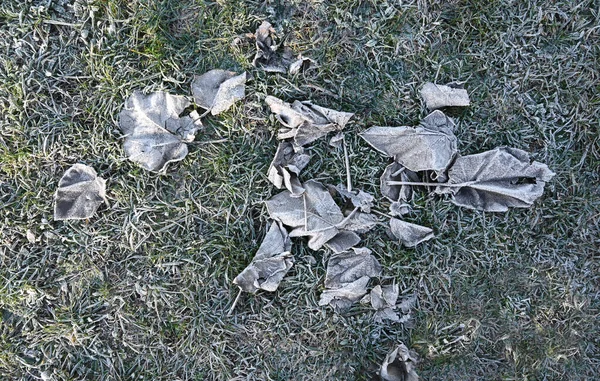 Donmuş Yapraklar Yere Düştü — Stok fotoğraf