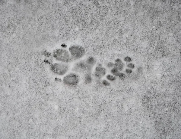 Dog Paw Prints Snow — Stock Photo, Image