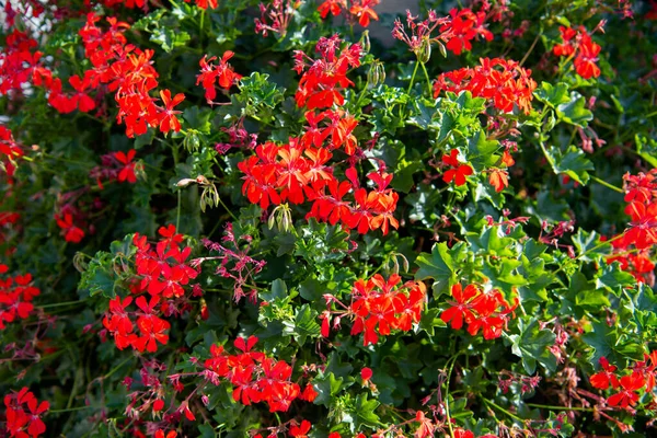 Mooie Rode Hybride Klimop Blad Geranium Bloemen Pelargonium Peltatum Natuur — Stockfoto