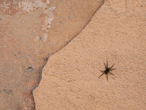 Spider Crawling Grungy Wall Daytime — Stock Photo, Image