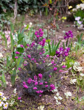 Baharda bahçede güzel çiçekler