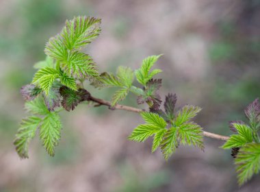 Bahçede küçük ahududu filizleri