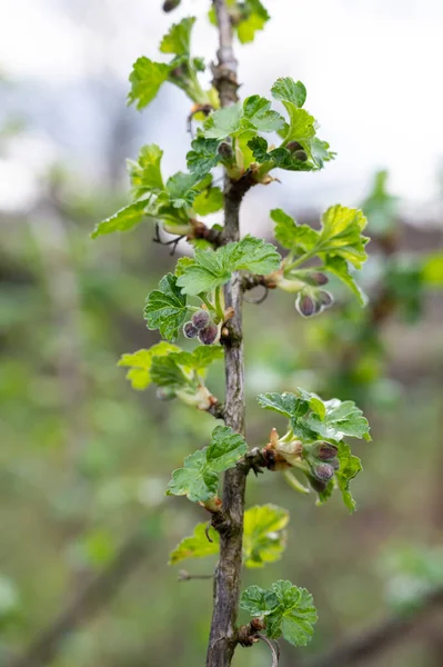 Junge Triebe Der Schwarzen Johannisbeere Garten — Stockfoto