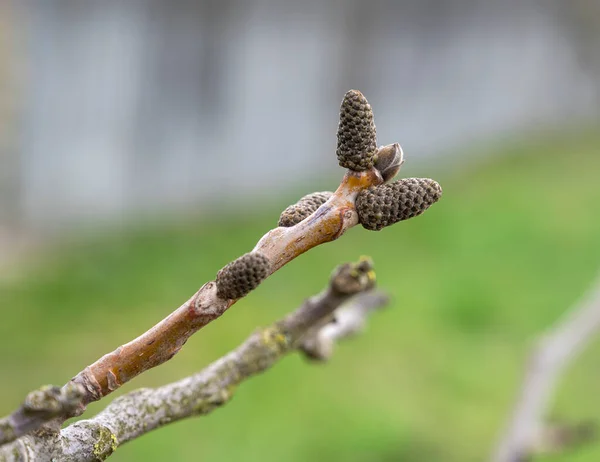 Walnut Blooms Walnut Branch Young Leaves Buds Springtime — стоковое фото