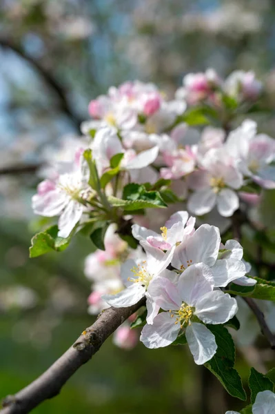 Spring Blooming Fruit Tree Garden Pink Apple Tree Flowers Branch — Stock Photo, Image