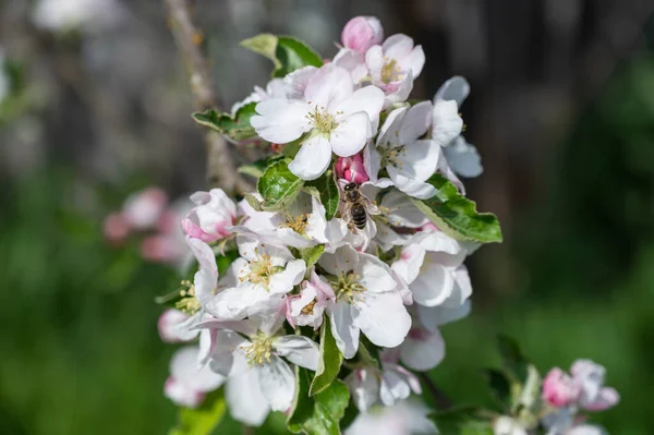 Spring Blooming Fruit Tree Garden Pink Apple Tree Flowers Branch — Stock Photo, Image