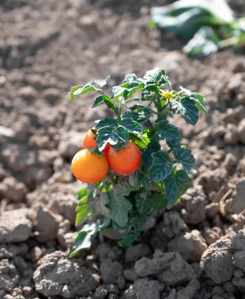 Planta Tomate Madura Bando Fresco Tomates Naturais Vermelhos Ramo Horta — Fotografia de Stock