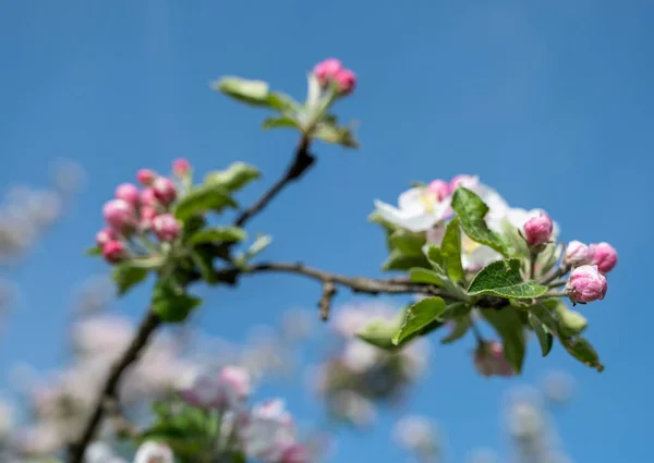 庭の果樹の春の開花 春に枝先にピンクりんごの花を咲かせます — ストック写真