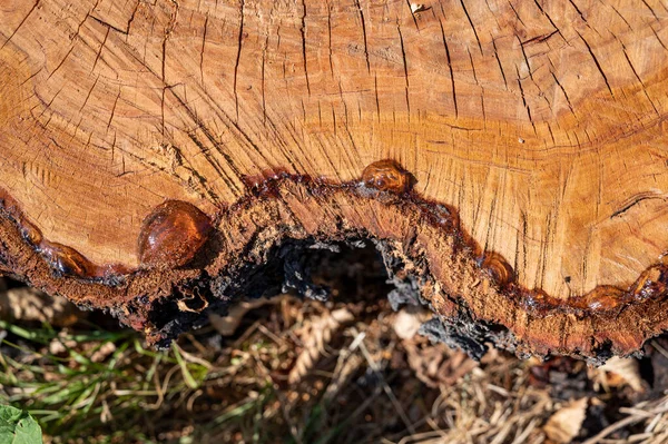 Cross Section Tree Resin Freshly Sawn Tree Trunk — 스톡 사진