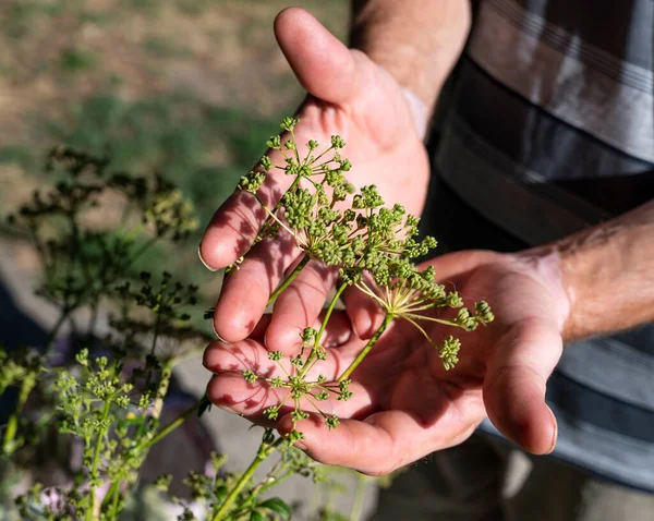 Man Picking Dill Garden — Fotografia de Stock