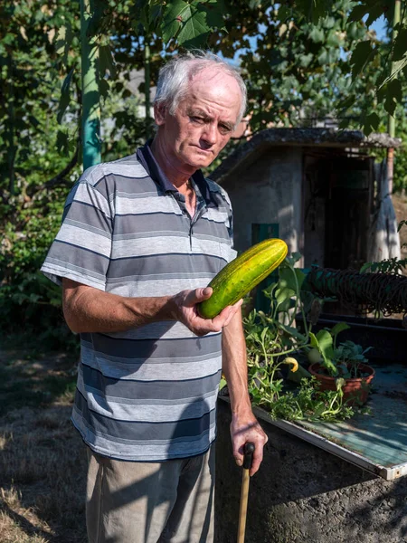 Senior Farmer Holding Fresh Organic Cucumber Garden — Stockfoto