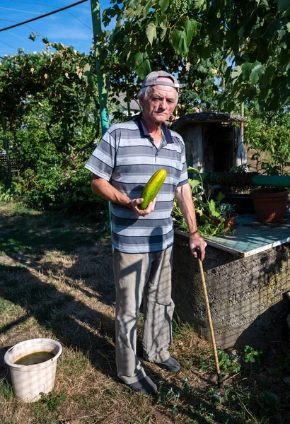 Bahçede Taze Organik Salatalık Tutan Kıdemli Çiftçi — Stok fotoğraf