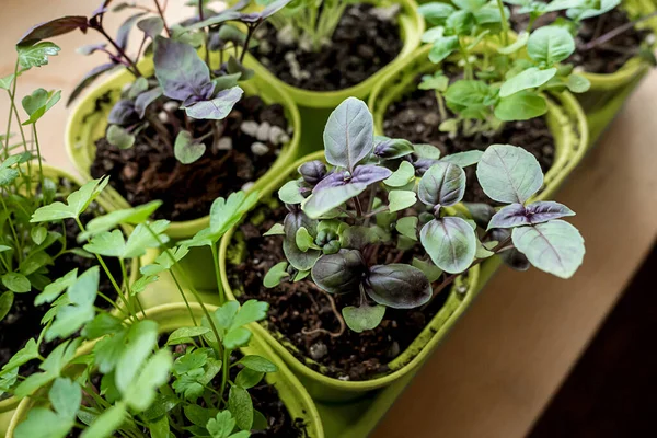 Garden on the windowsill. Growing healthy microgreens for food at home — Stockfoto