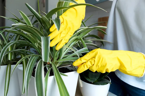 Close up handen in gele handschoenen tuinieren Rechtenvrije Stockafbeeldingen